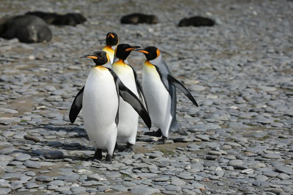 Quels sont les meilleurs spots pour observer les pingouins empereurs en Antarctique ?